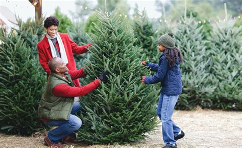 home depot christmas tree lot